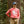 Load image into Gallery viewer, Big Rock Candy Mountaineering Truckin' Hat - Blueberry
