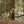Load image into Gallery viewer, Big Rock Candy Mountaineering Bridalveil Jacket - Persimmon
