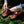 Load image into Gallery viewer, SCAMPWALKER SUEDE BOOT - PERMISSON/BLACK
