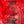 Load image into Gallery viewer, CHARLIE DON&#39;T SWEATSHIRT - RED
